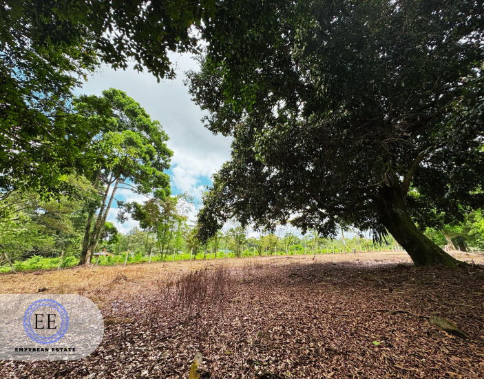 Lote Guapiles — photo 2