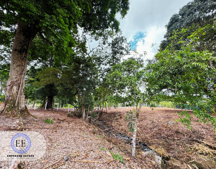 Lote Guapiles — photo 12