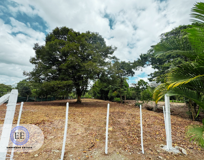 Lote Guapiles — photo 14