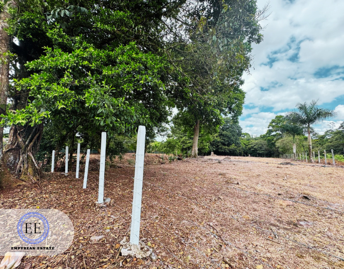 Lote Guapiles — photo 16