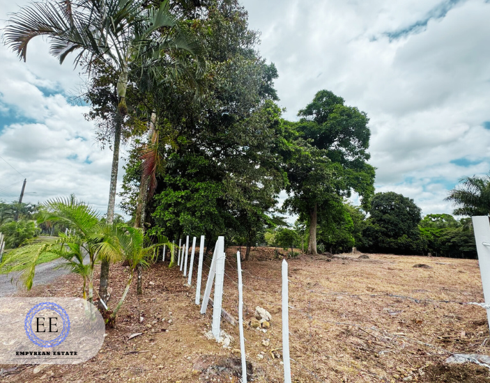 Lote Guapiles — photo 17