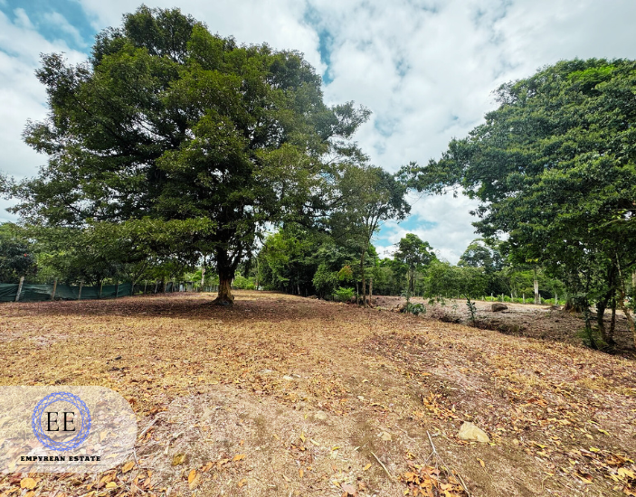 Lote Guapiles — photo 18