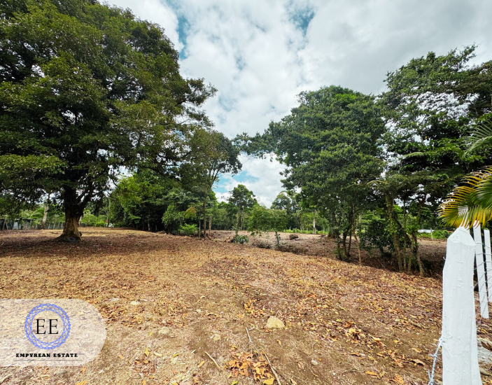 Lote Guapiles — photo 19