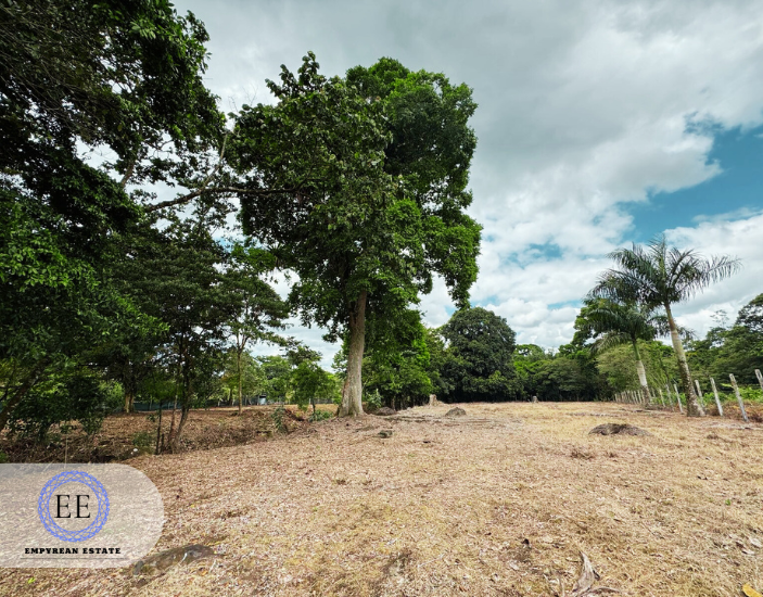 Lote Guapiles — photo 20