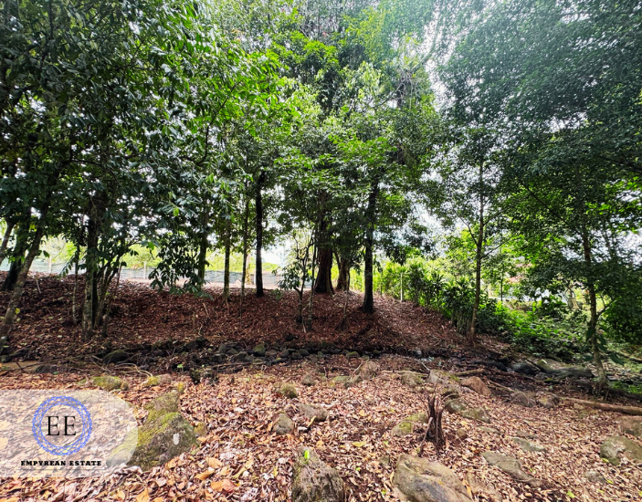 Lote Guapiles — photo 3