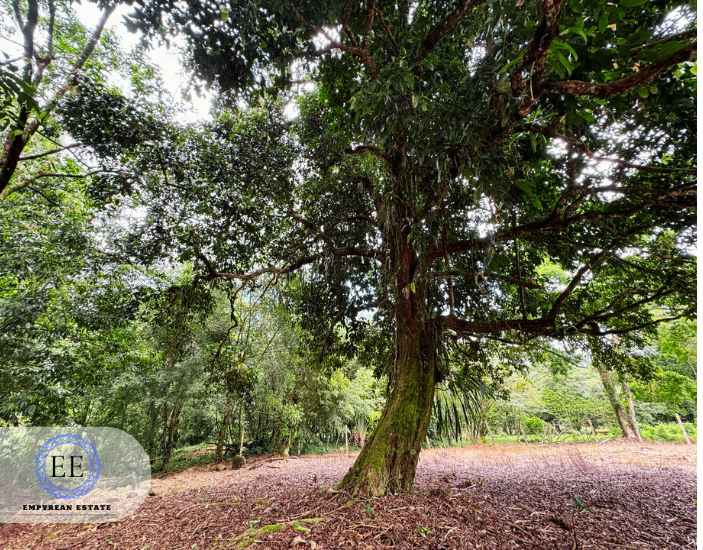 Lote Guapiles — photo 4