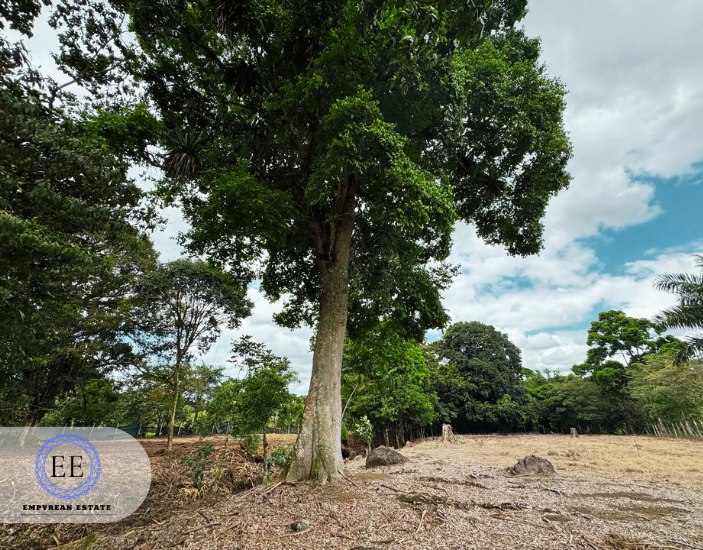 Lote Guapiles — photo 5