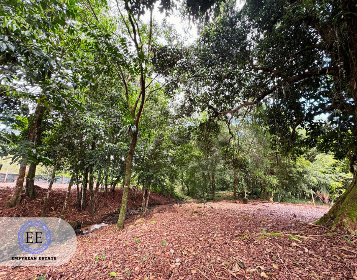 Lote Guapiles — photo 7