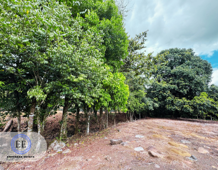 Lote Guapiles — photo 8