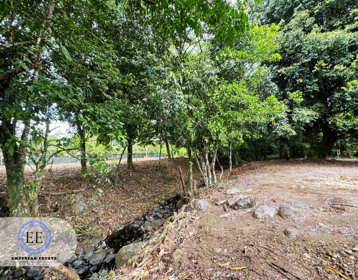 Lote Guapiles — photo 9