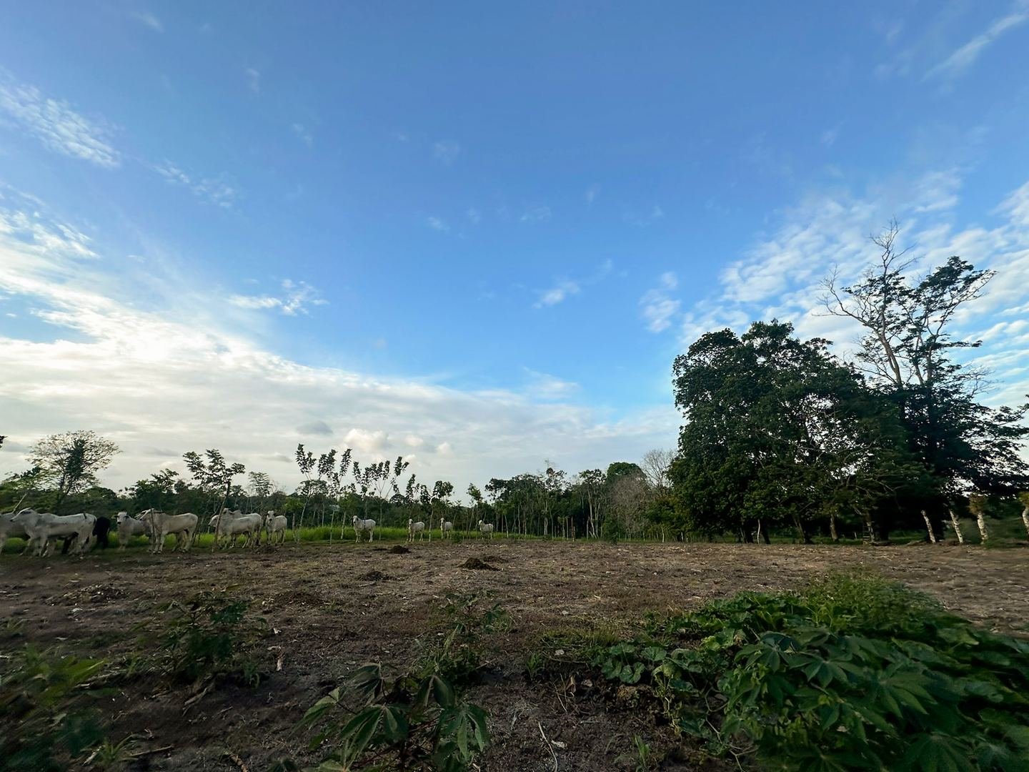 Working Cattle Farm in Pocosol, San Carlos — photo 11