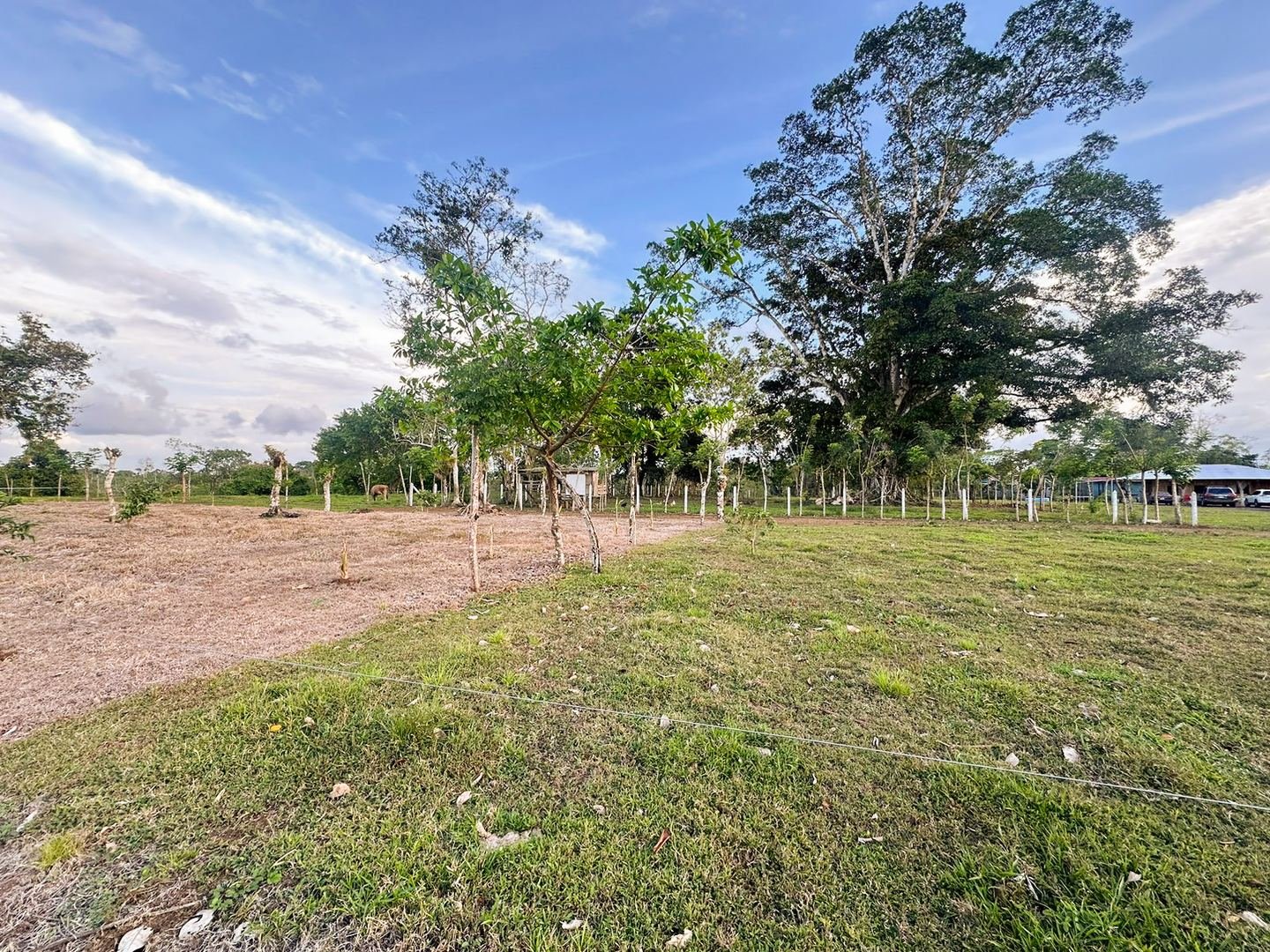 Working Cattle Farm in Pocosol, San Carlos — photo 12