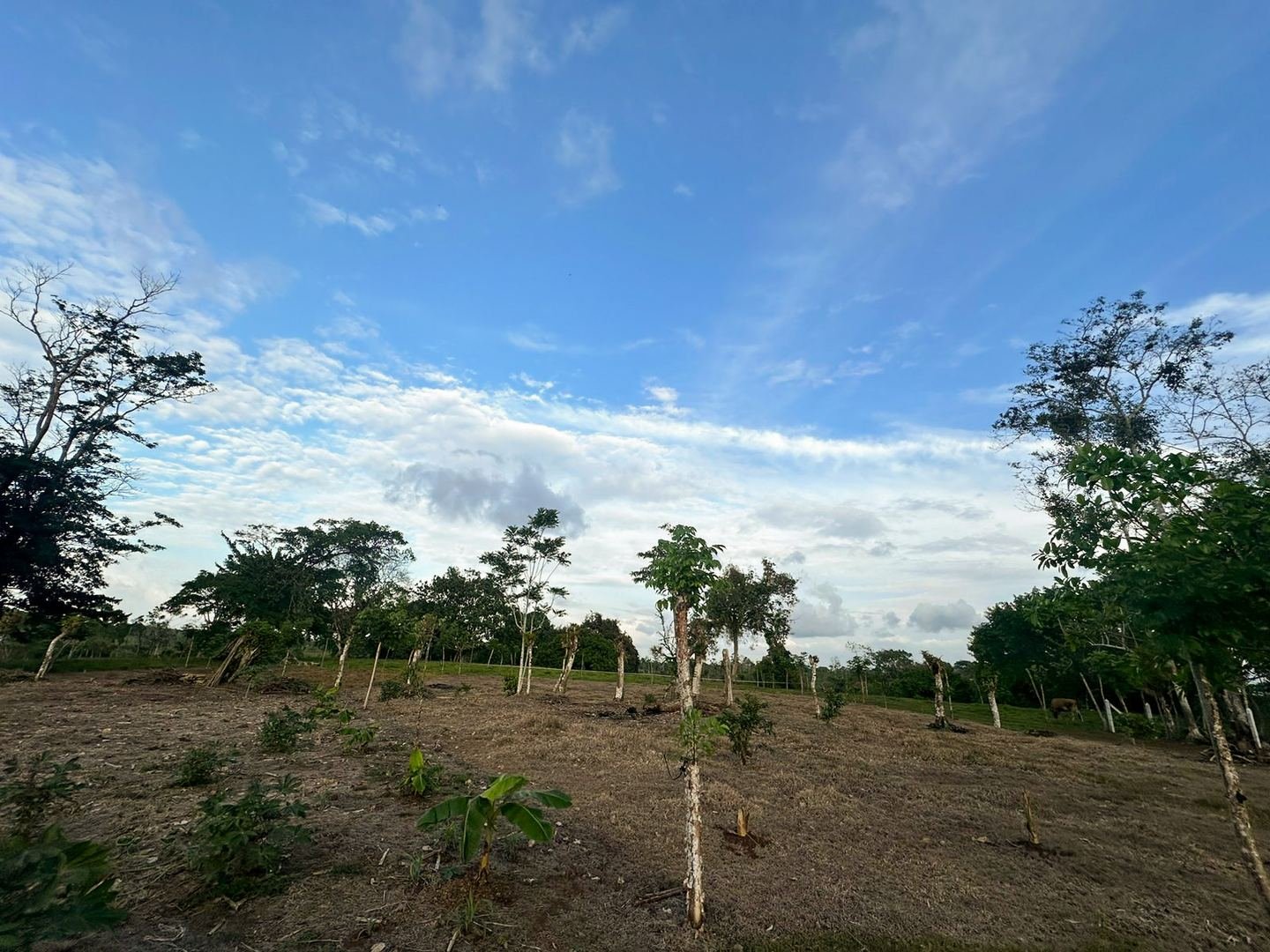 Working Cattle Farm in Pocosol, San Carlos — photo 13