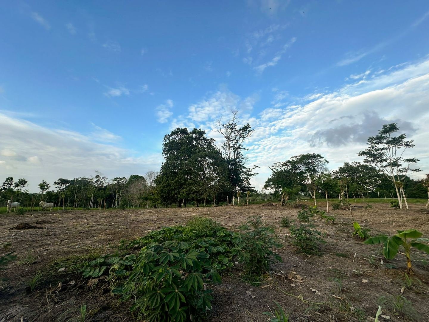Working Cattle Farm in Pocosol, San Carlos — photo 14