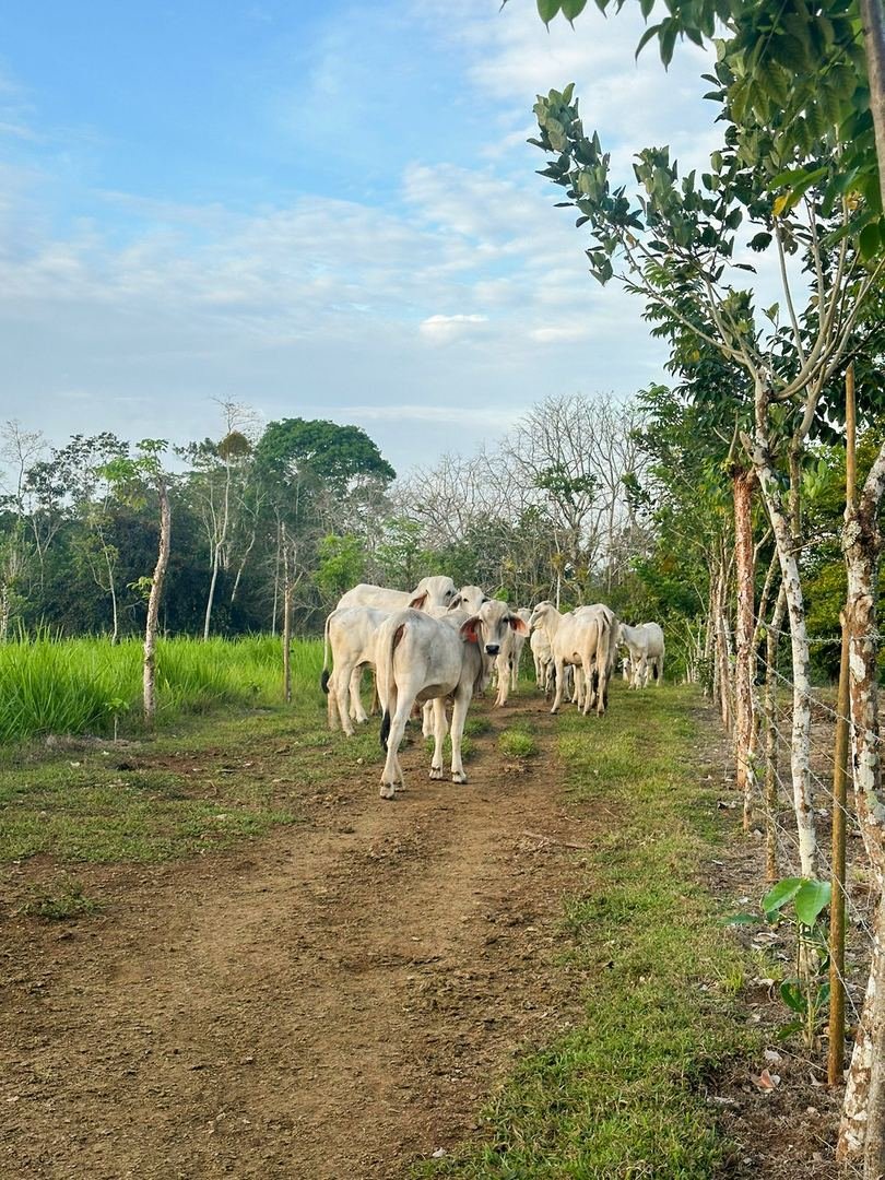 Working Cattle Farm in Pocosol, San Carlos — photo 15