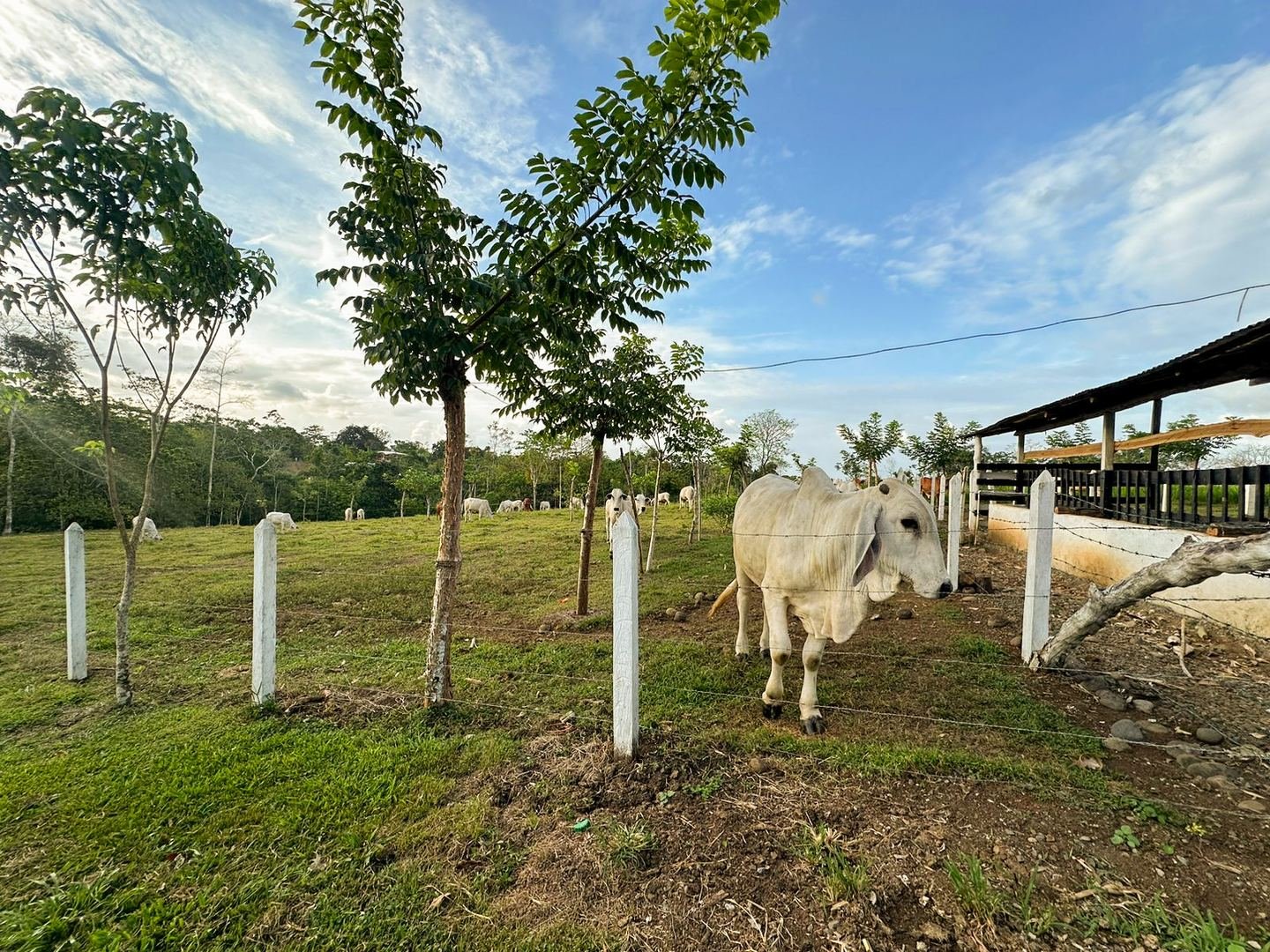 Working Cattle Farm in Pocosol, San Carlos — photo 16