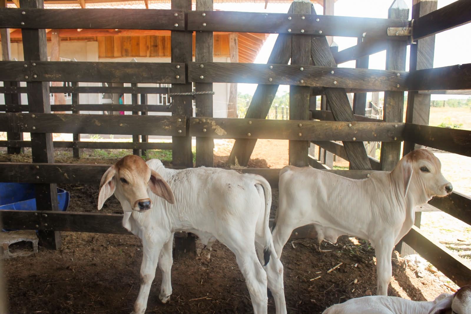Working Cattle Farm in Pocosol, San Carlos — photo 17