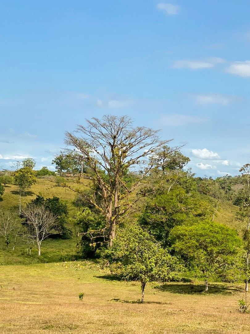 Working Cattle Farm in Pocosol, San Carlos — photo 18