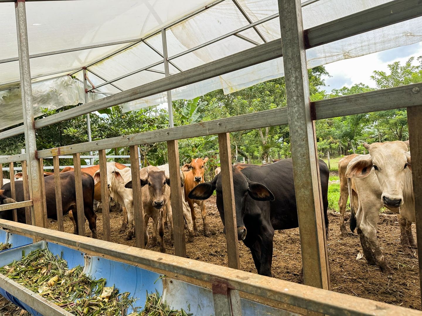 Working Cattle Farm in Pocosol, San Carlos — photo 2