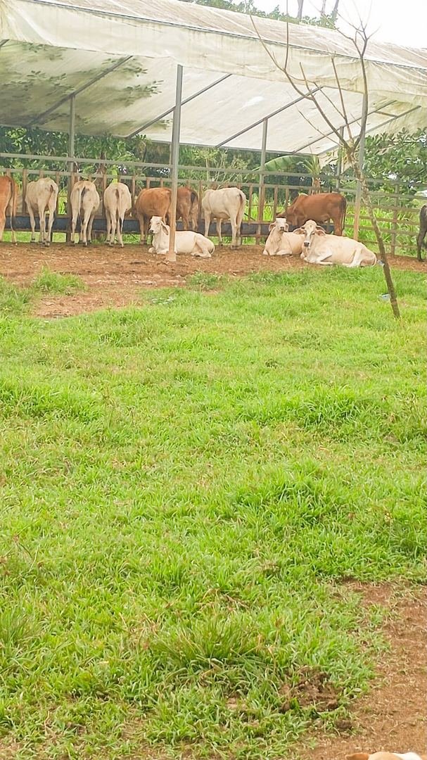 Working Cattle Farm in Pocosol, San Carlos — photo 21