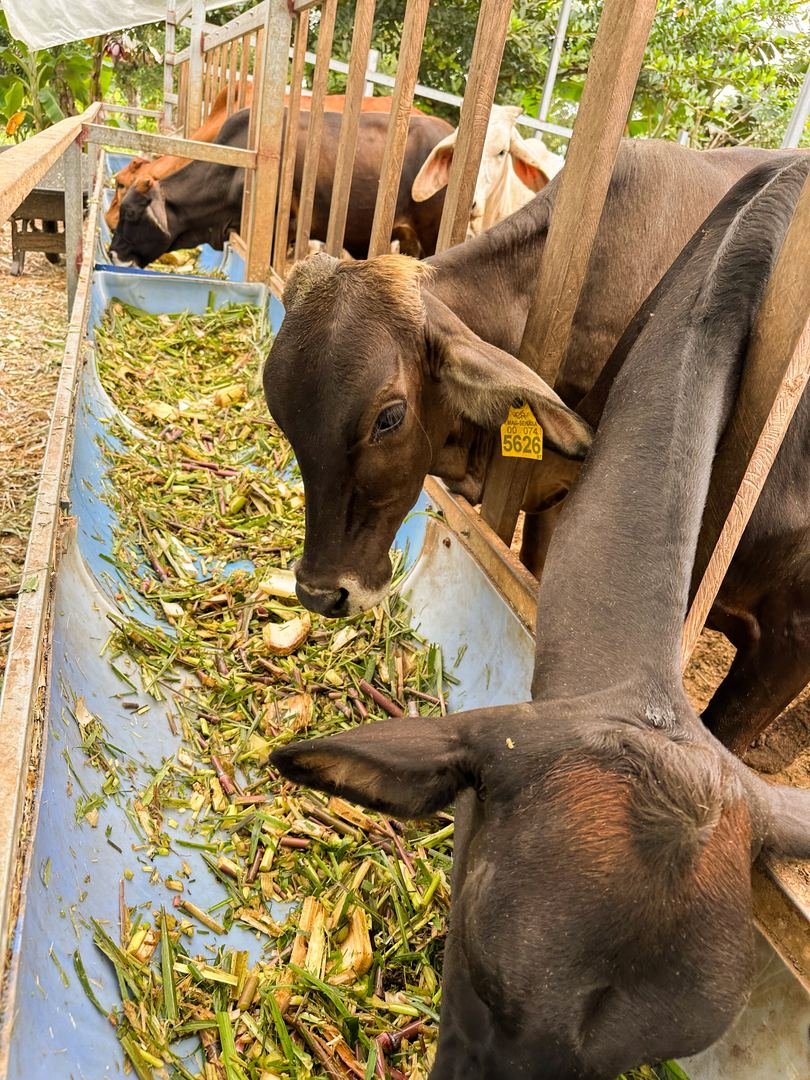 Working Cattle Farm in Pocosol, San Carlos — photo 3