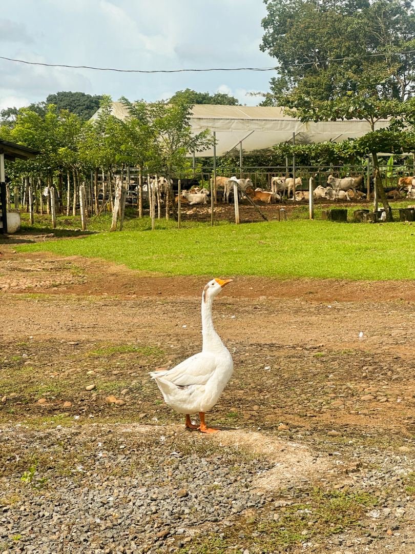 Working Cattle Farm in Pocosol, San Carlos — photo 5