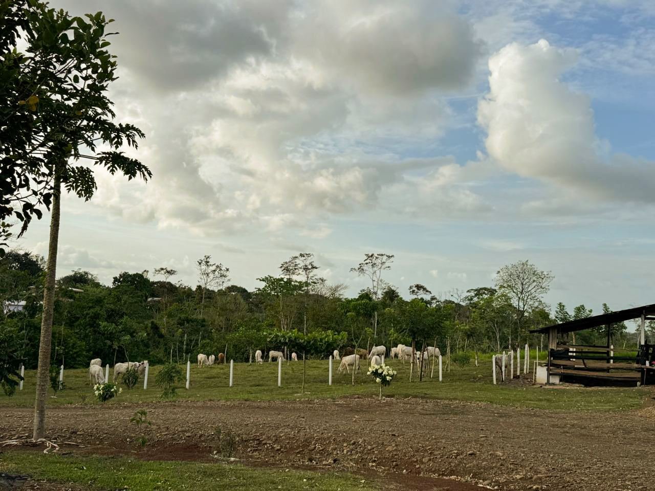 Working Cattle Farm in Pocosol, San Carlos — photo 6
