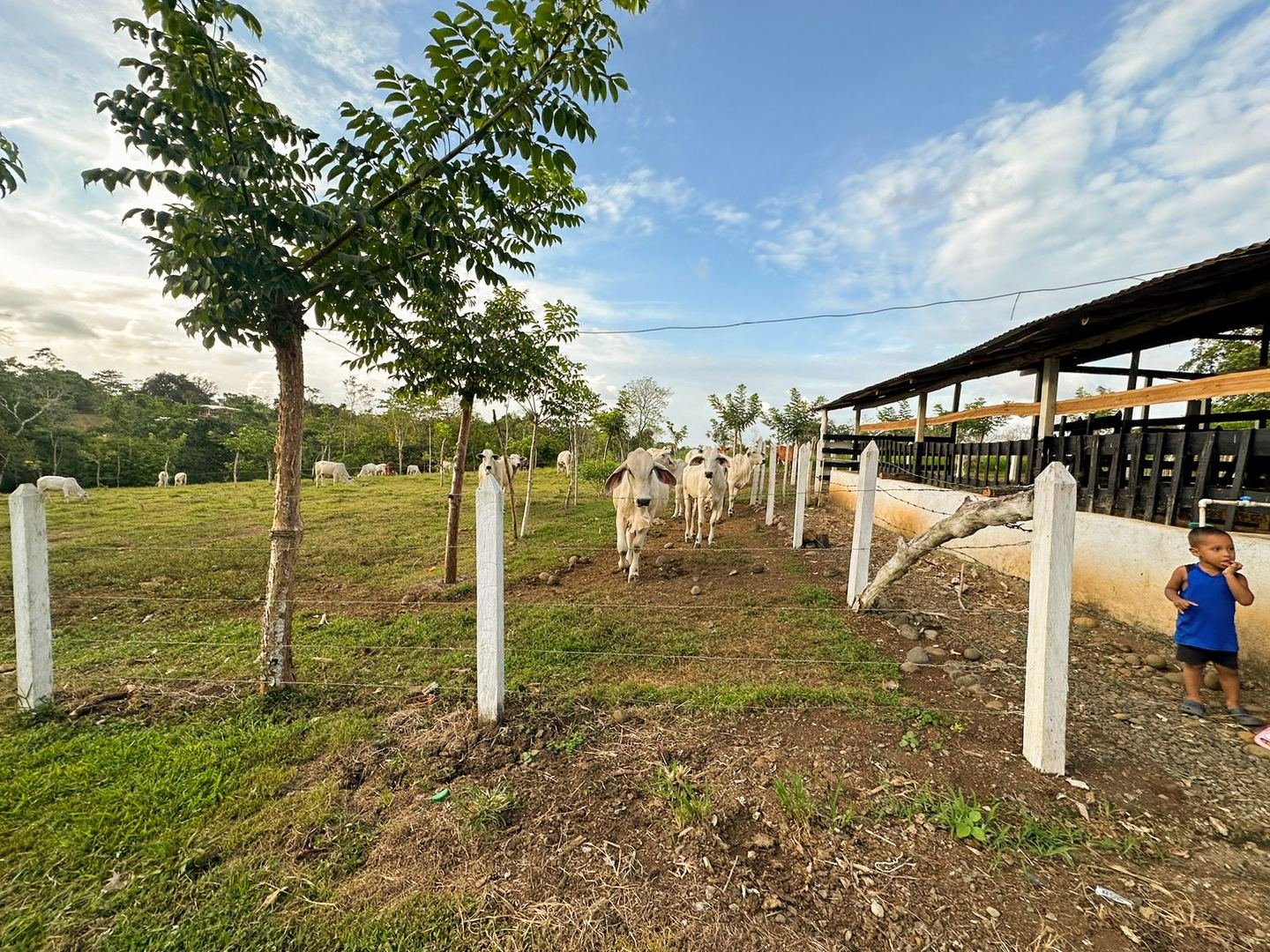 Working Cattle Farm in Pocosol, San Carlos — photo 7