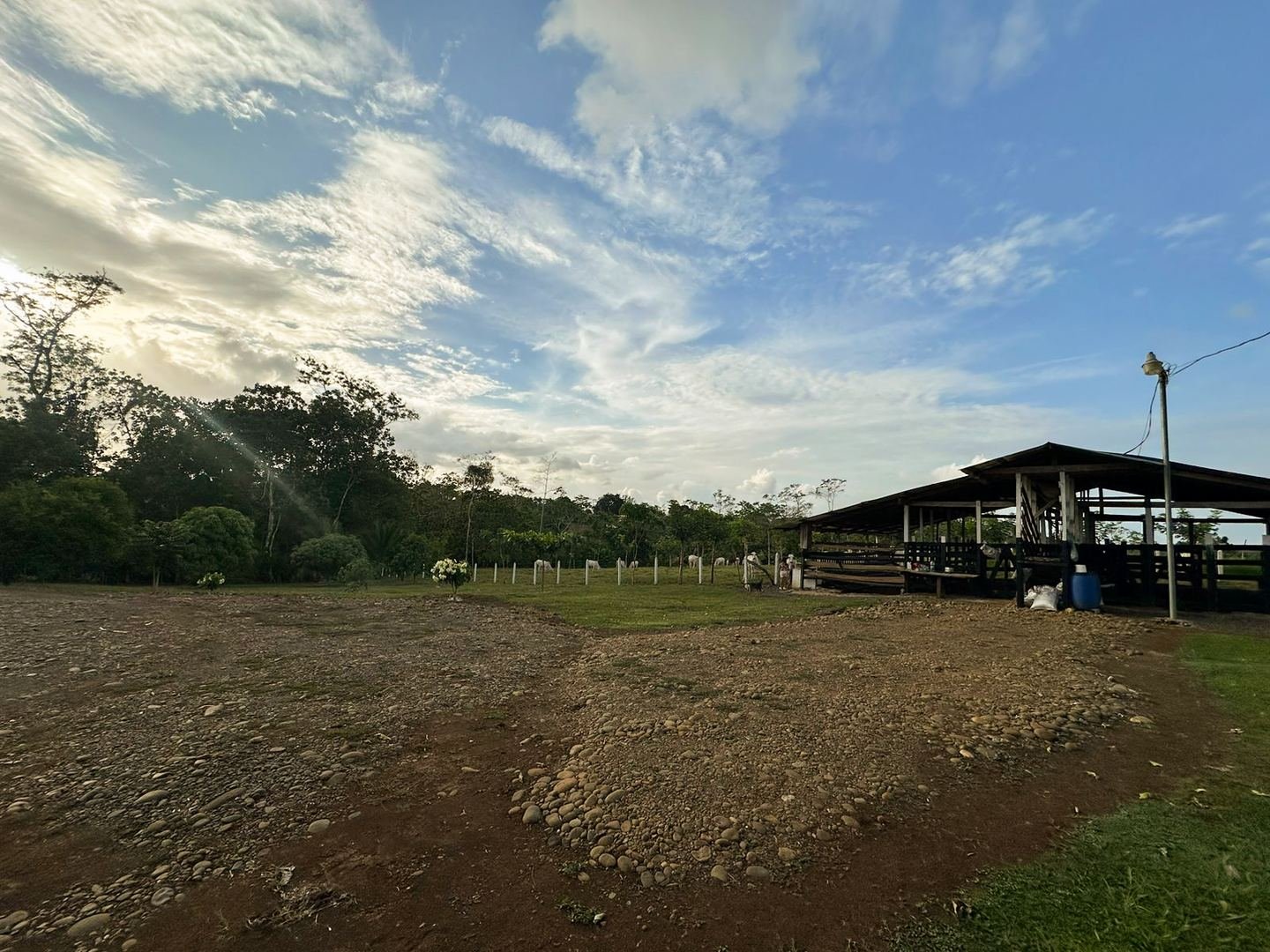 Working Cattle Farm in Pocosol, San Carlos — photo 8