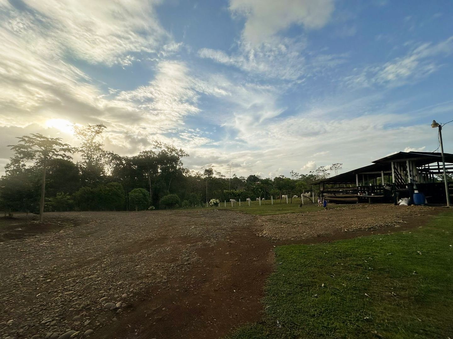 Working Cattle Farm in Pocosol, San Carlos — photo 9