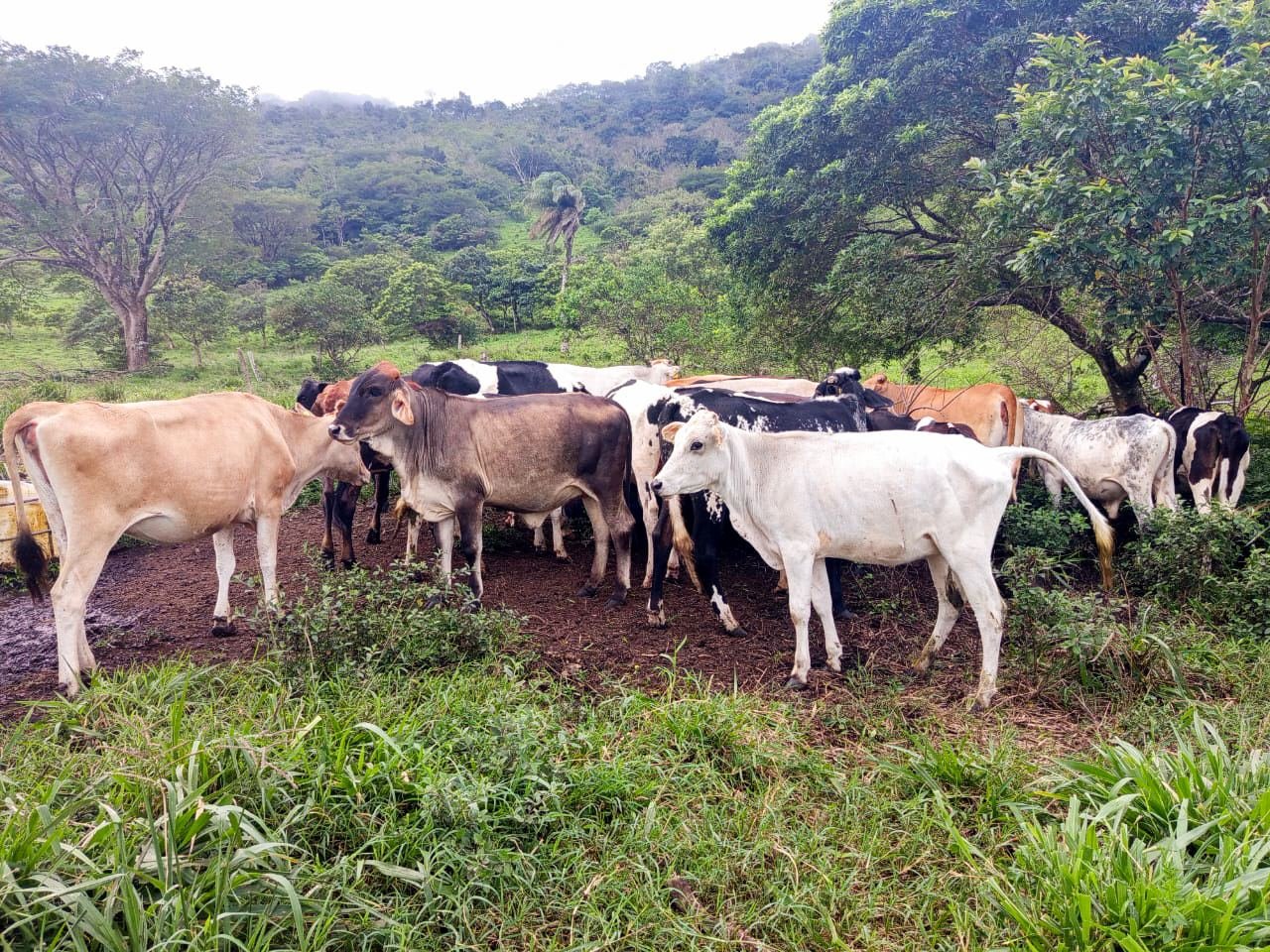 Finca Ganadera en Bagaces, Guanacaste — photo 10