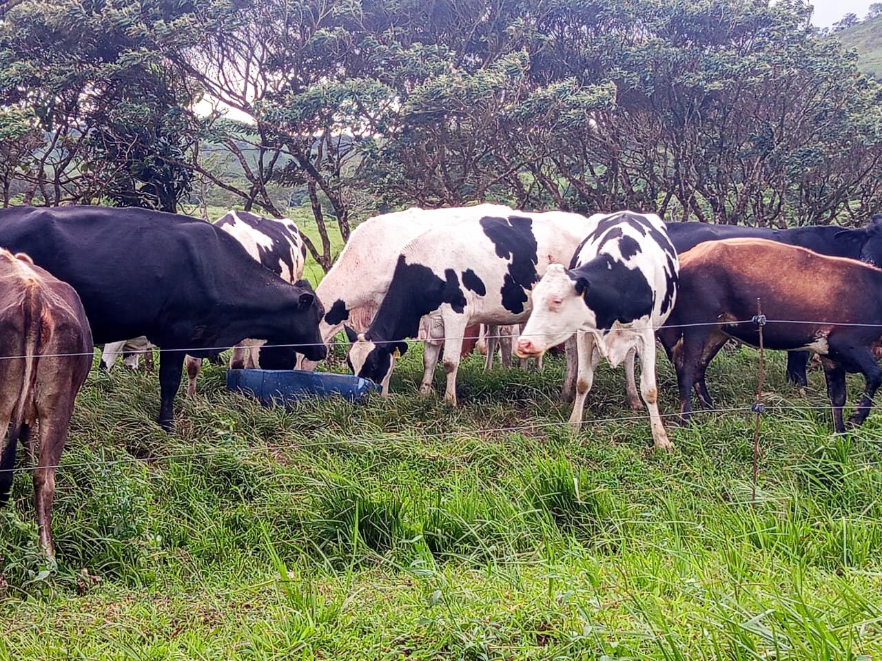 Finca Ganadera en Bagaces, Guanacaste — photo 12
