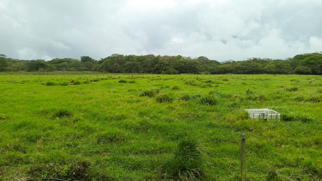 Finca Ganadera en Bagaces, Guanacaste — photo 4