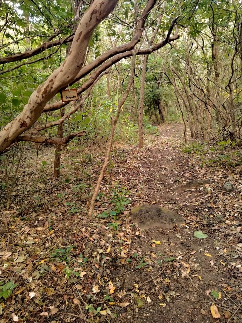 Eco-Finca Project in Quebrada Grande, Liberia — photo 27