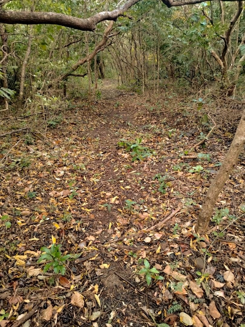 Eco-Finca Project in Quebrada Grande, Liberia — photo 5